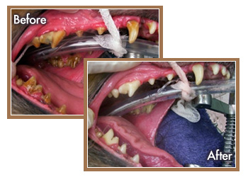 Dental Cleaning Photo